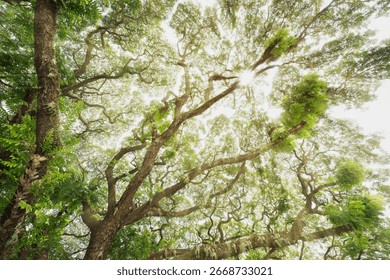 sun shining through the branches tree