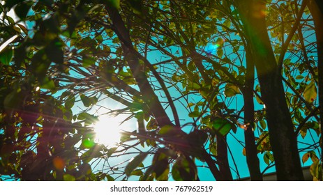 sun shining through the branches of a tree during spring