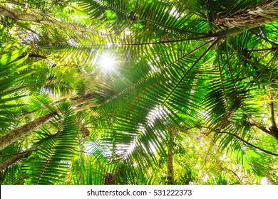 Sun shining through the canopy in the Puerto Rican jungle - Powered by Shutterstock