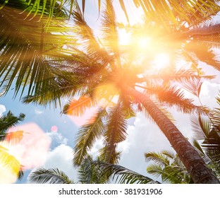 sun shining through coconut palm trees with reflections on background sky