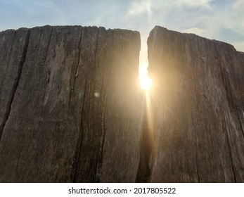 Sun Shining Through A Crack In A Trunk