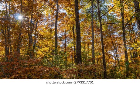 Sun Shining through Fall Foilage 