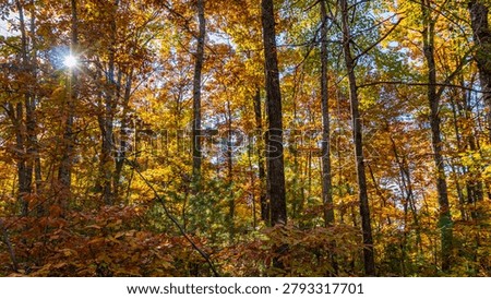 Sun Shining through Fall Foilage 