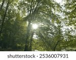 Sun shining through the forest