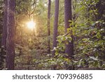 sun shining through the forest