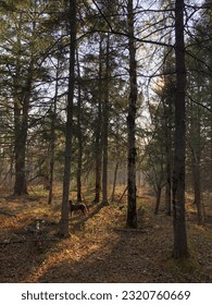 Sun shining through a forest