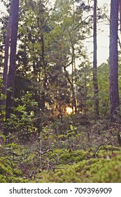 sun shining through the forest