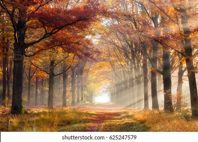 Sun shining through a forest on a path covered with fallen leaves during Autumn.