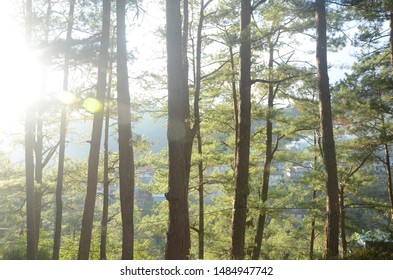Sun Shining Through Forest Path