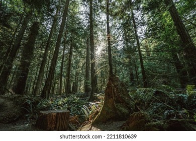 Sun Shining Through Forest Photo
A Beautiful Forest Scene.