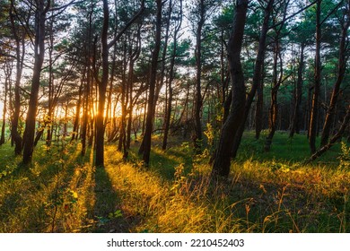 Sun Shining Through Forest, Sweden