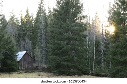 Sun shining through forest trees, an old shed in the yard of a country side house.