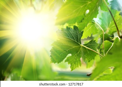 Sun Shining Through Grapevine Leaves, Close-up