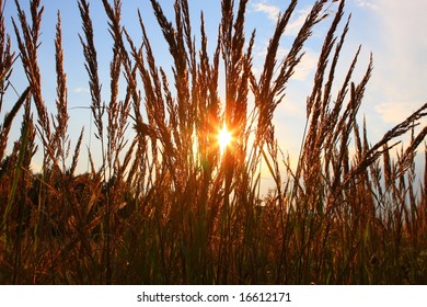 sun shining through grass