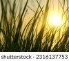 sun grass