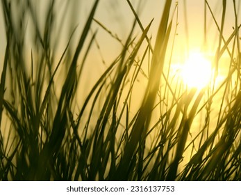  the sun is shining through the grass in a field of tall grass.  - Powered by Shutterstock