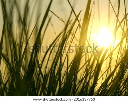  the sun is shining through the grass in a field of tall grass. 