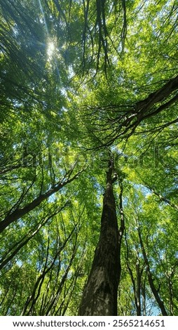 Sun shining through green branches canopy of tall trees on a summer day. Blue sky contrasts with colorful leafage. Faget, Cluj, Romania