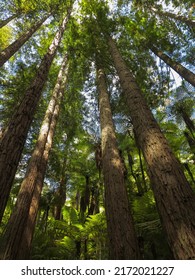 The Sun Is Shining Through The Green Leaves Of Fern Trees. Green Palm Trees. Tasmanian Tree Fern Forest Scenery. Landscape Without People. Tropical Redwood Forest.