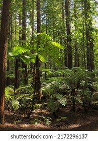 The Sun Is Shining Through The Green Leaves Of Fern Trees. Green Palm Trees. Tasmanian Tree Fern Forest Scenery. Landscape Without People. Tropical Redwood Forest.