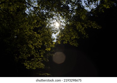 The Sun Shining Through Leaves