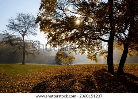 Sun shining through the leaves of an autumn tree on an autumn morning