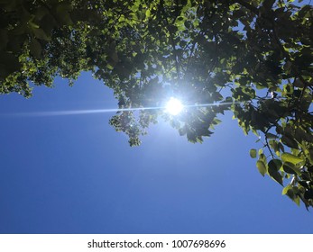 Sun shining through the leaves of a tree in summer. Blue sky.