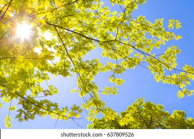 The Sun Is Shining Through The Leaves Of The Tree