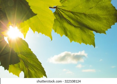 The sun is shining through the leaves of vine. Background for design.