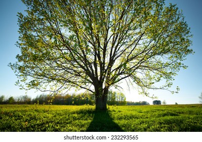 Sun shining through oak tree with fresh spring leaves