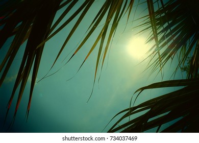 The sun shining through the palm trees