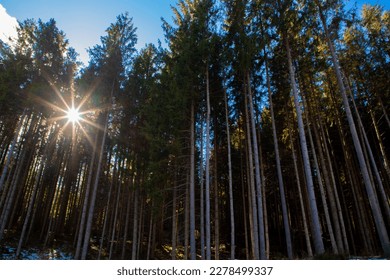 sun shining through pine forest trees