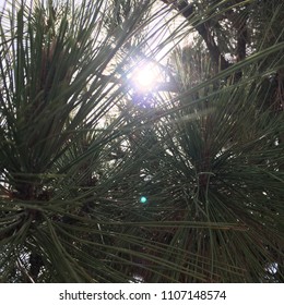 Sun Shining through Pine Tree