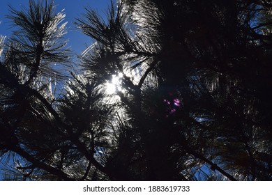 Sun shining through pine tree branches