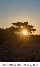 the sun shining through pine tree branches