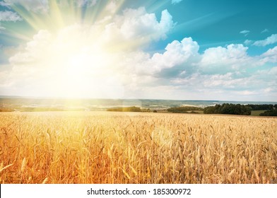 Sun Shining Through Ripe Wheat