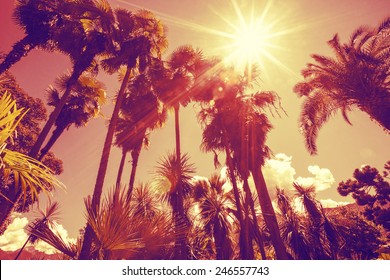 Sun shining through tall palm trees. Summer, fashion, travel, vacation, tourism, lifestyle and weather concept.