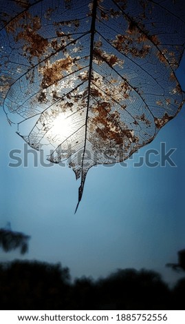 Similar – Image, Stock Photo A frosty leaf Colour photo