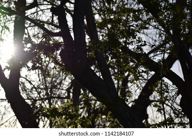 sun shining through tree