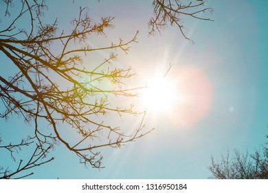 sun shining through tree