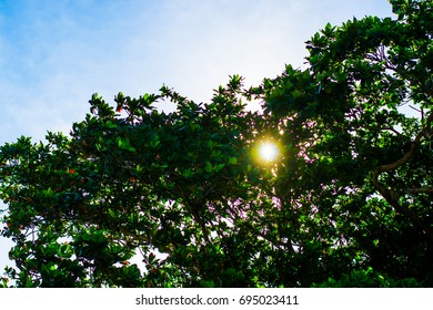 sun shining through tree, sun shining
