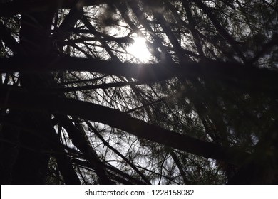 Sun Shining Through Tree Branches