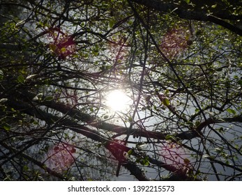 Sun shining through tree branches
