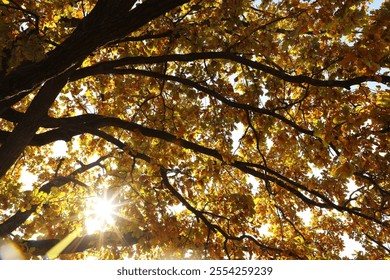 Sun shining through tree branches with colorful leaves outdoors, low angle view
