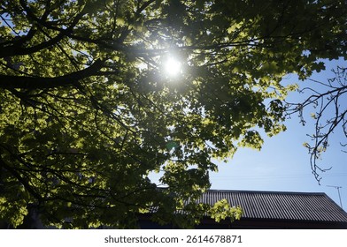 sun shining through tree branches
