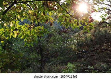Sun shining through tree in forest