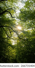 Sun Shining Through Tree Forest