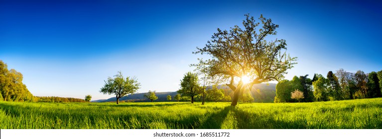 The sun shining through a tree on a green meadow, a panoramic vibrant rural landscape with clear blue sky before sunset