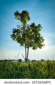 The sun shining through a tree on a green meadow, a panoramic vibrant rural landscape with clear blue sky before sunset