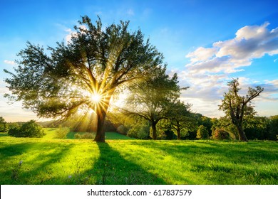 The sun shining through a tree on a green meadow, a vibrant rural landscape with blue sky before sunset